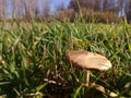 Nature from the inside. A mushroom. Wild autumn mushrooms.