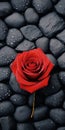 Nature-inspired Lovecore: Red Rose On Textured Rocks