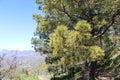 Nature on the island of gran canaria