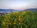 Nature of Israel Haifa Karmiel. Wildflower field, Heights near valley, sunny sunrise and nobody. Orange marigold flowers