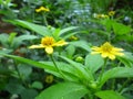 Yellow flowers hermosos y adorables