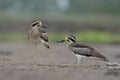 Nature in its habitation, pair of Great thick-knee or stone curlew together living on dirt ground