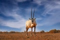 Nature Jordan, Arabia nature. Arabian oryx or white oryx, Oryx leucoryx, antelope with a distinct shoulder bump, Evening light in Royalty Free Stock Photo