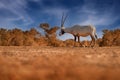 Nature Jordan, Arabia nature. Arabian oryx or white oryx, Oryx leucoryx, antelope with a distinct shoulder bump, Evening light in Royalty Free Stock Photo