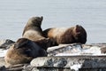 Rookery Steller Sea Lion or Northern Sea Lion. Kamchatka, Avacha Bay Royalty Free Stock Photo