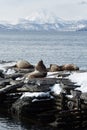 Rookery Steller Sea Lion or Northern Sea Lion. Kamchatka, Avacha Bay Royalty Free Stock Photo