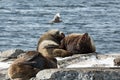 Rookery Steller Sea Lion or Northern Sea Lion. Kamchatka, Avacha Bay Royalty Free Stock Photo