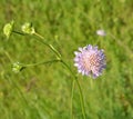 In nature, Knautia arvensis grows among grasses Royalty Free Stock Photo