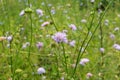 In nature, Knautia arvensis grows among grasses Royalty Free Stock Photo