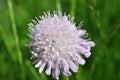 In nature, Knautia arvensis grows among grasses Royalty Free Stock Photo