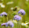 In nature, Knautia arvensis grows among grasses Royalty Free Stock Photo