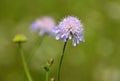 In nature, Knautia arvensis grows among grasses Royalty Free Stock Photo