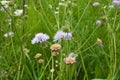In nature, Knautia arvensis grows among grasses Royalty Free Stock Photo