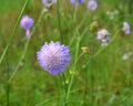 In nature, Knautia arvensis grows among grasses Royalty Free Stock Photo