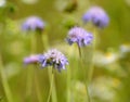 In nature, Knautia arvensis grows among grasses Royalty Free Stock Photo