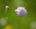 In nature, Knautia arvensis grows among grasses Royalty Free Stock Photo