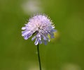 In nature, Knautia arvensis grows among grasses Royalty Free Stock Photo