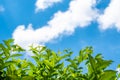 Nature lafe with bluesky and cloud