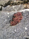 Nature Of Lake Baikal. The natural garnet stone