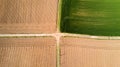 Nature and landscape: Aerial view of a field, cultivation, green grass, countryside, farming, Royalty Free Stock Photo