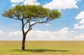 Acacia tree in african savanna