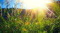 Nature landscape - Alpine meadow Royalty Free Stock Photo