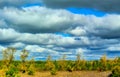 Nature... landscape... Animals...cows and bulls along the autumn forest