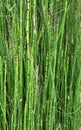 Nature Landscape Background of Green Bamboo Royalty Free Stock Photo