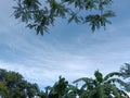 Nature landscape. banana and forest trees against the blue sky Royalty Free Stock Photo