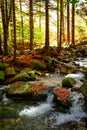 Nature landscape. Beautiful fall mountain wild Forest river with moss cover stones. Forest autumn landscape. Scenery of nature