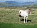 A nature landscape with a beautiful white and brown Irish horse in the field in Ireland