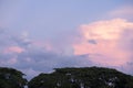 nature and landscape concept with twilight sky with large tree and cloud