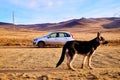 Nature landscape with dog, car, golden grass, yellow hills and blue sky on background. Concept of world beautiful travel Royalty Free Stock Photo