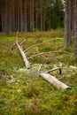 old fallen pine tree in forest