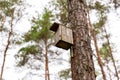 wooden birdhouse on pine tree in coniferous forest Royalty Free Stock Photo