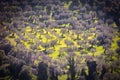 Nature, landscape field with trees, meadow and mimosas