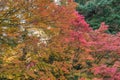 Nature landscape of foliage branch maple in autumn season