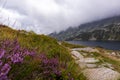 Nature landscape with gray clouds between Polish mountains with a small mountain lake with violet-pink flowers and green trees Royalty Free Stock Photo