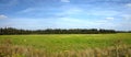 Nature landscape with green field and forest far away on summer day panoramic view Royalty Free Stock Photo