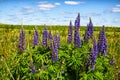 Nature and landscape with green meadow or field, purple lupine flowers in the foreground and blue sky with clouds in the Royalty Free Stock Photo