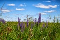 Nature and landscape with green meadow or field, purple lupine flowers in the foreground and blue sky with clouds in the Royalty Free Stock Photo