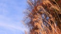 Group of Naked Silver Grasses with Blue Sky