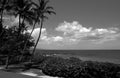 Nature landscape in Hawaii, tropical beach with palm tree in crystal clear sea. Royalty Free Stock Photo