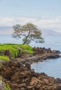 Nature landscape in Hawaii, tropical beach with palm tree in crystal clear sea. Royalty Free Stock Photo