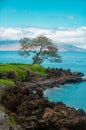 Nature landscape in Hawaii, tropical beach with palm tree in crystal clear sea. Royalty Free Stock Photo