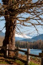 Nature landscape large tree river and mountains