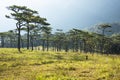 Misty morning , pine forest , green grass , flowers