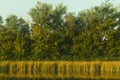 Nature landscape, reeds, trees, river in the rays of the setting sun Royalty Free Stock Photo