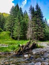 Nature landscape in the Romania mountains with river and trees adventure relaxing scenery