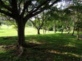 Nature landscape of Sheding Natural Park in Kenting National Park Royalty Free Stock Photo